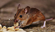 24 Hour & Emergency Exterminators in University Of Arkansas, AR